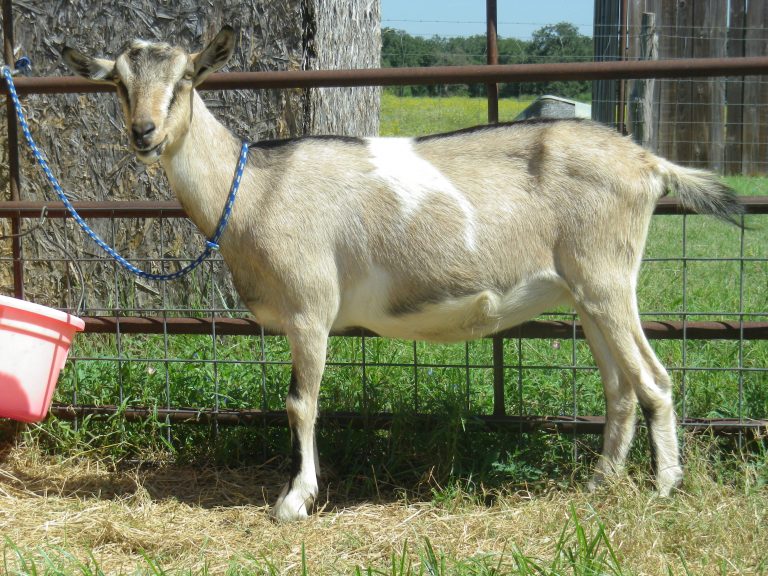 Alpine Dairy Goat Does For Sale – SOLD | Sugarplum Dairy