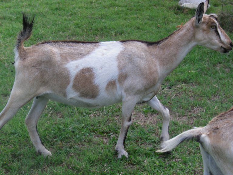 Alpine Dairy Goat Does For Sale SOLD Sugarplum Dairy